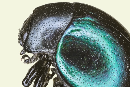 Extreme macro bamboo shoot weevil   Cyrtotrachelus longimanus 
