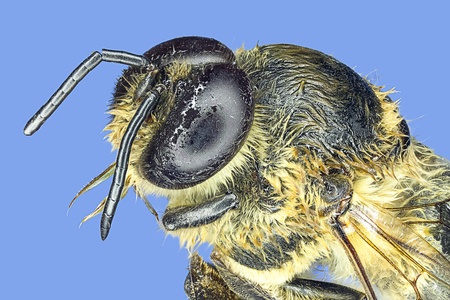 Extreme macro honey bee  Apis mellifera の写真素材