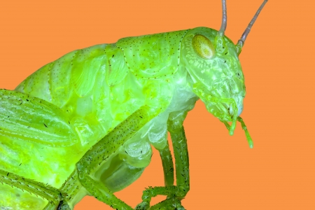 Grasshopper  Omocestus viridulus の写真素材
