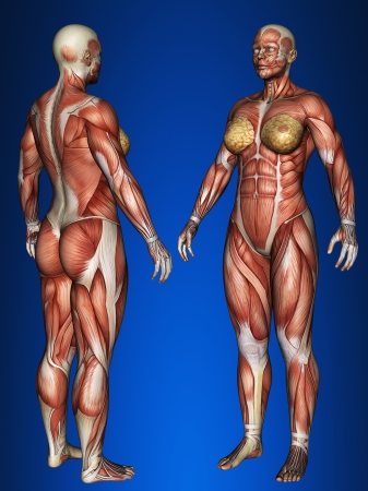 Woman muscle mapの写真素材