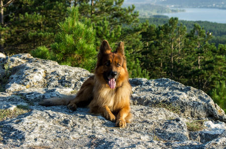 portrait of a German Shepherd on a background of natureの写真素材