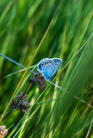 Little butterfly on a summer meadow flowerの写真素材