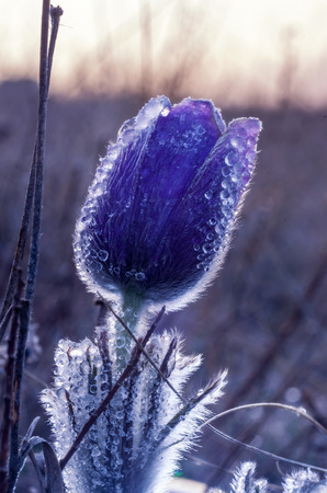 first spring flowers, snowdrops in gardenの写真素材