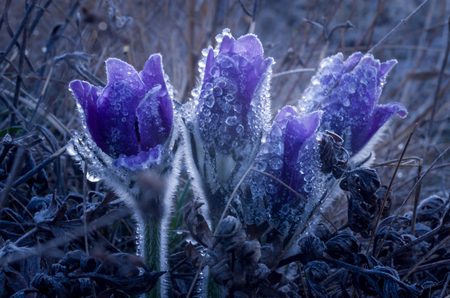 first spring flowers, snowdrops in gardenの写真素材