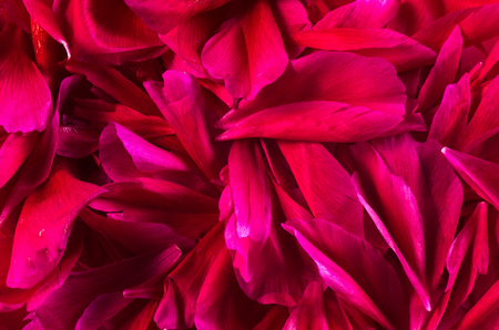 colored pattern of flower petals in the form of a square. The apartment was lying.の写真素材