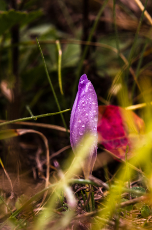 Colorful macro of autumn flowers and grassの写真素材