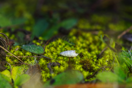Macro image of green moss on the forest groundの写真素材