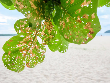Big green leaves at the beachの写真素材