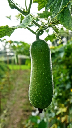 Melon is fresh, organic food, can use for vegetarian meal  Very popular by antipyretic, lot of vintamin, cheapの写真素材