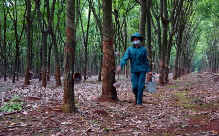 Worker collect rubber latex among rubber plantation, everyone has a area  Binh Phuoc, Viet Nam- May 9, 2013 のeditorial素材