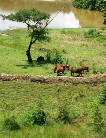Highland area fit to rear oxen, and they often herd them everywhere to grazeのeditorial素材