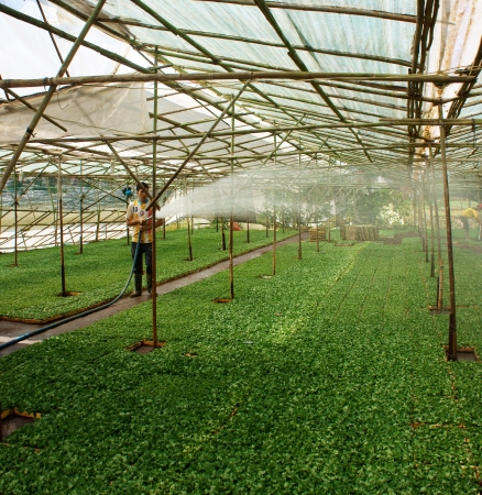 Farmer water the plants for nurseling at green-house, this is daisy nursery garden  These nursey gardens locate at Dalat- city of flower  Dalat, Viet Nam- September 05, 2013のeditorial素材