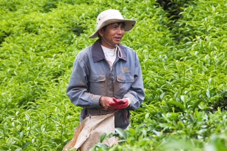 Workman with smile on face pick tea leaves at plantation  July 31, 2012のeditorial素材