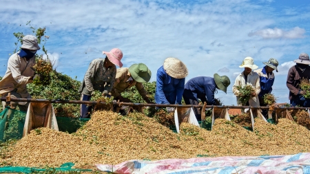 Under blue sky, farmers harvest peanut tree on the large area by take them out  of underground, peanut grain fall in pile  February 3, 2013のeditorial素材
