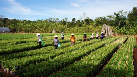 Group of farmer working at farmland, they take care nurseling, under golden light, this farm vilage at Lam Dong, December 22, 2013のeditorial素材