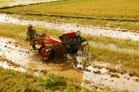  Farmer driving farm tractor to ploughing on rice field in Daklak, Viet Nam, September 5, 2012                 のeditorial素材