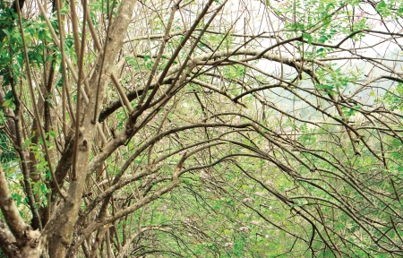 Beautiful nature with branches of flower trees in curved like bow