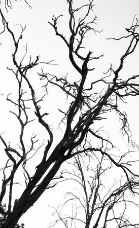 Incline dry branches tree with white backgroundの写真素材