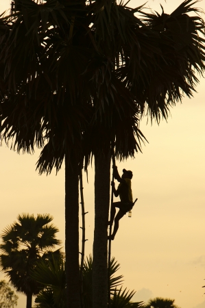 Silhouette of a man climb palm tree at sunset at countrysideの写真素材