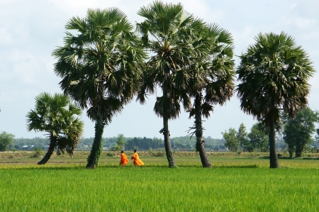 Natural landscape with palm tree on paddy field in sunlight and people walking on の写真素材