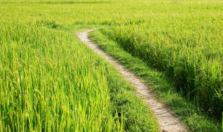 Beautiful landscape of nature with the way on green paddy field in sunny day at countryside の写真素材