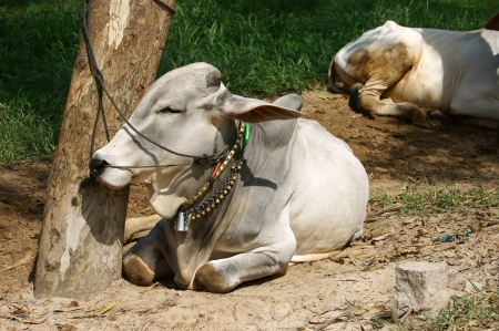 Tie a buffalo to a foot of a tree and he lie on ground, his neck has beautiful neck collarの写真素材