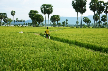 Farmer walking on the path between green rice field in An Giang, Viet Nam on Nov 14, 2013のeditorial素材
