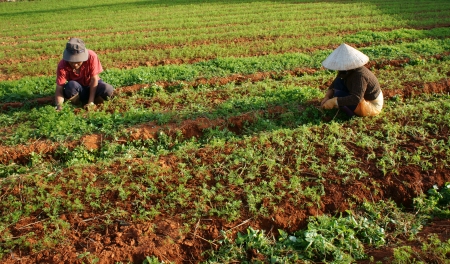 DA LAT, VIET NAM- DEC 28  Vietnamese farmer working on vegetable garden, theyのeditorial素材