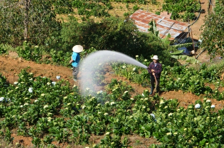 DA LAT, VIET NAM- DEC 29: Vietnamese farmer working on flower garden in morning, they watering with backwards way in Dalat, Vietnam on dec 29, 2013のeditorial素材