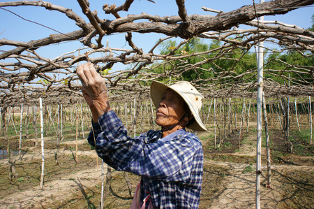 PHAN RANG, VIETNAM- JAN 24: People care vine at vine garden, he working under frame that shed leave, branch of creeper make interlace network, Phan Rang is vine growing region, Viet Nam, Jan 24, 2014のeditorial素材