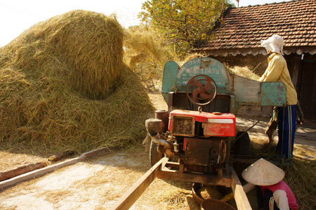 BINH THUAN, VIETNAM- FEB 15  Family of farmer harvesting paddy grain from good crop at home, they thresher rice by threshing machine, product put into sack, dynamic atmosphere, Viet Nam, Feb 15, 2014のeditorial素材