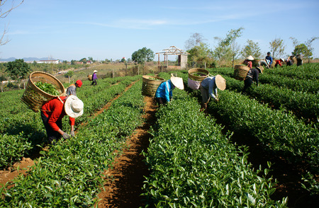 THAI NGUYEN, VIETNAM-  FEB 24: People pick tea leaf on agricultural plantation, tea leave is good, healthy drink, picker working at day, carry basket, pick green leaf to harvest, Vietnam, Feb 24, 2014のeditorial素材