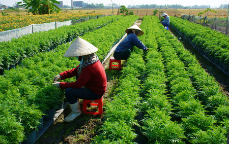 BA RIA, VIETNAM- JAN 20: People tend flower on garden, green marigold with bud in row on soil, farmer sitting and pull grass from ground, working in a sunny day for new crop, Vietnam, Jan 20, 2014のeditorial素材