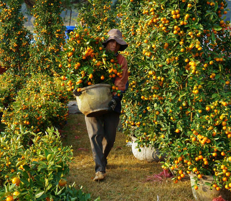 DA LAT, VIET NAM- JAN 26  Vietnamese people carry citrus tree pot for sale, trees laden with bright orange fruits at open air farmer market in springtime, Dalat, Vietnam, Jan 26, 2014のeditorial素材