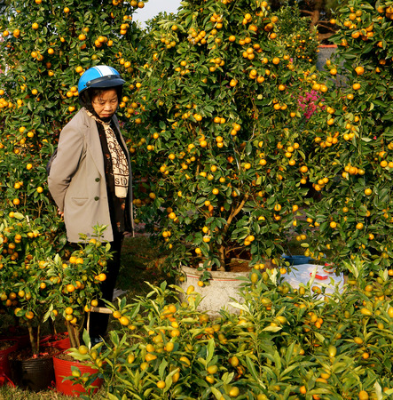 DA LAT, VIET NAM- JAN 26  Vietnamese consumer choice citrus tree pot , trees laden with bright orange fruits at open air farmer market in springtime, Dalat, Vietnam, Jan 26, 2014のeditorial素材