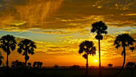 Amazing landscape of Mekong Delta at sunrise on fieldの写真素材