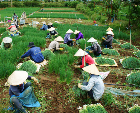 DA LAT, VIET NAM- SEPT 9: Amazing scene on colorful onion farm, group of female Vietnamese farmer sit on land, harvest nutrition vegetable, soil of Dalat good for agriculture, Vietnam, Sept 1, 2014のeditorial素材