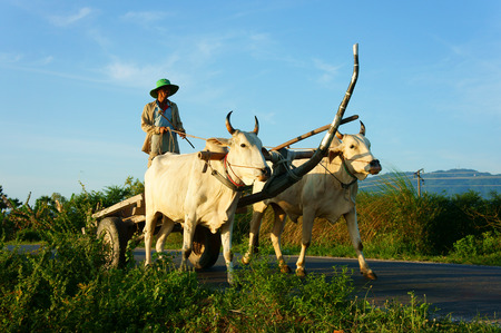 CHAU DOC, VIET NAM- SEP 20: Amazing landscape of Vietnamese rural in morning,  ride wagon move on country road, beautiful white couple cow pull cart  with Asian man standing on, Vietnam, Sept 20, 2014のeditorial素材