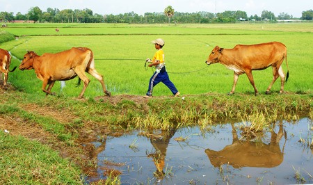 MEKONG DELTA, VIET NAM- SEPT 20: Unodentified Asian child labor tend cow on rice plantation, ox, boy reflect on water, children work at Vietnamese poor countryside, Vietnam, Sept 20, 2014のeditorial素材
