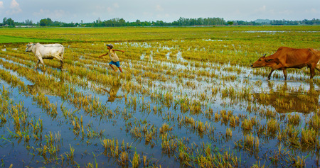 MEKONG DELTA, VIET NAM- SEPT 20: Unodentified Asian child labor tend cow on rice plantation, ox, boy reflect on water, children work at Vietnamese poor countryside, Vietnam, Sept 20, 2014のeditorial素材