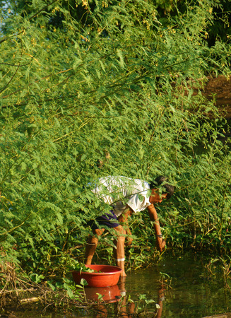 MEKONG DELTA, VIET NAM- SEPT 23: Vietnamese people pick dien dien flower, a kind of vegetable, aquatic plant, Sesbania sesban, man picking yellow flowers from green bush, Vietnam, Sept 23, 2014のeditorial素材
