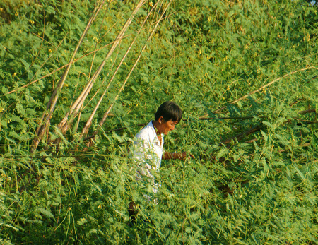 MEKONG DELTA, VIET NAM- SEPT 23: Vietnamese people pick dien dien flower, a kind of vegetable, aquatic plant, Sesbania sesban, man picking yellow flowers from green bush, Vietnam, Sept 23, 2014のeditorial素材