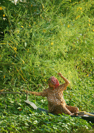 MEKONG DELTA, VIET NAM- SEPT 22: Vietnamese people pick dien dien flower, a kind of vegetable, aquatic plant, Sesbania sesban, woman picking yellow flowers from green bush, Vietnam, Sept 22, 2014のeditorial素材