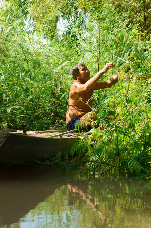 MEKONG DELTA, VIET NAM- SEPT 23: Vietnamese people pick dien dien flower, a kind of vegetable, aquatic plant, Sesbania sesban, man picking yellow flowers from green bush, Vietnam, Sept 23, 2014のeditorial素材