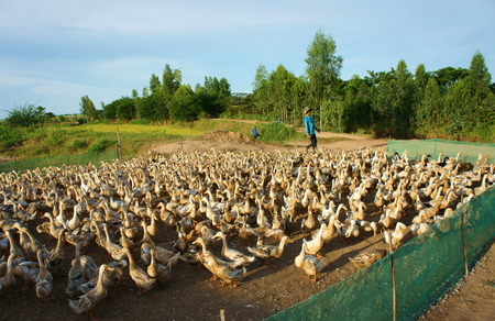 DONG THAP, VIET NAM- SEPT 19: Asian farmer grazing flock of duck, vibrant landscape of Vietnamese village, yellow paddy field,  many herd of domestic animal at Mekong Delta, Vietnam, Sept 19, 2014のeditorial素材