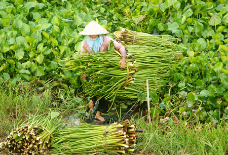 AN GIANG, VIET NAM- SEPT 20: Asian farmer harvest water hyacith (Eichhornia crassipes), Vietnamese woman work hard, carry hyainths bundle, material for art and craft production, Vietnam, Sept 20, 2014のeditorial素材