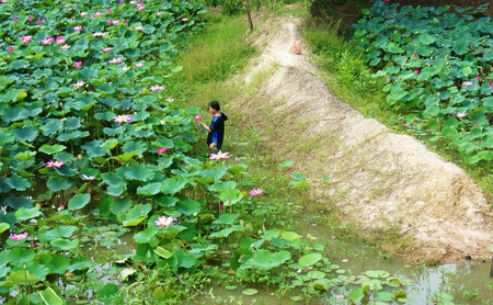 DONG THAP, VIET NAM- SEPT 22: Asian farmer picking lotus flower at lotus pond, flowers bloom in vibrant pink, green leaf, lonely Vietnamese man at wide flora lake,Vietnam, Sept 22, 2014のeditorial素材
