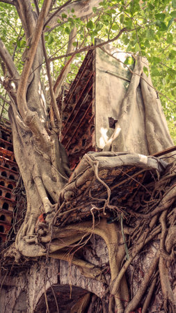 Abstract, impression background, tree trunk with large root stick on the wall make strange shape, symbiosis of nature, on the wall, group of red nest on rowの写真素材