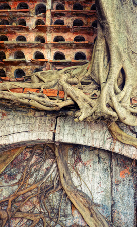 Abstract, impression background, tree trunk with large root stick on the wall make strange shape, symbiosis of nature, on the wall, group of red nest on rowの写真素材