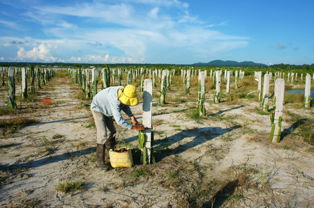 BINH THUAN, VIET NAM- OCT 25: Asian farmer working on agriculture farm, Vietnamese man care dragon fruit tree, a fruit on sandy soil, special plant of Binhthuan countryside, Vietnam, Oct 25, 2014のeditorial素材